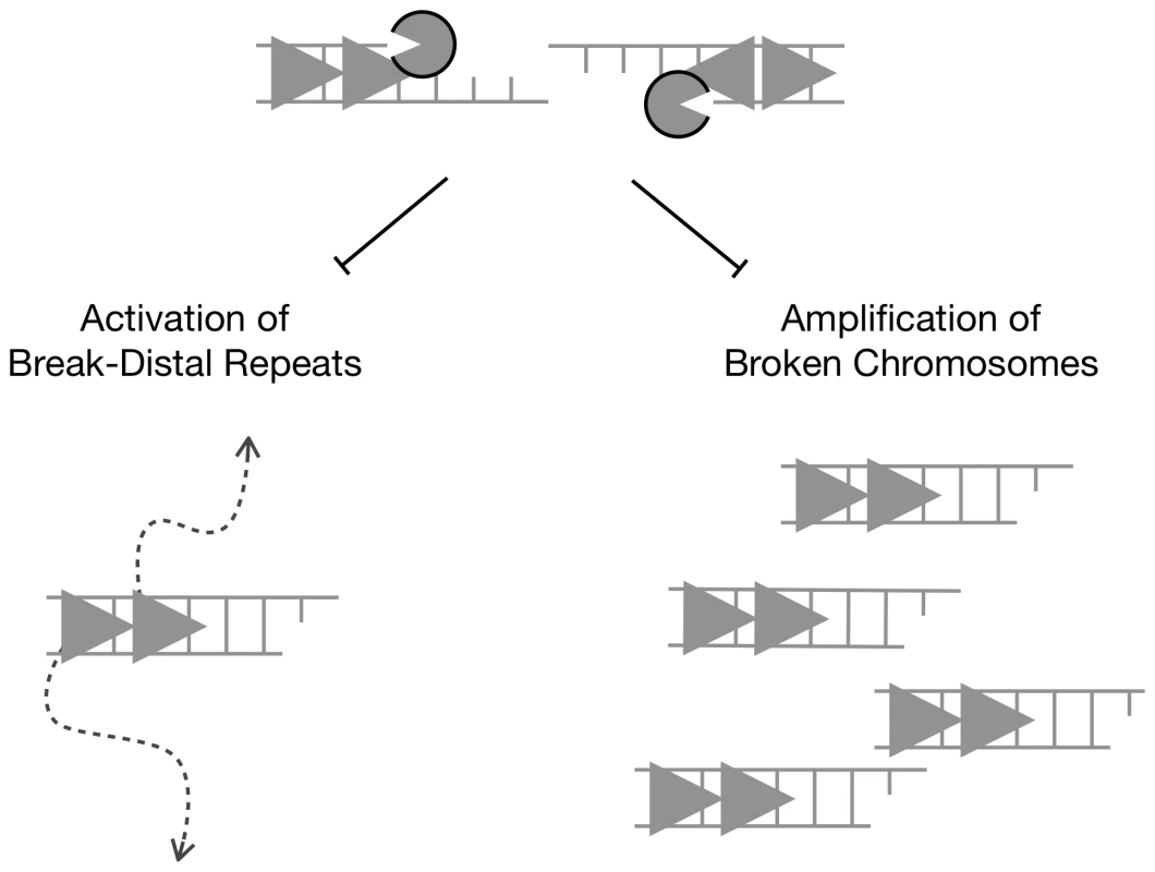 Long-range DNA resection at chromosome breaks promotes genome stability by constraining non-allelic homologous recombination between natural repeats.
