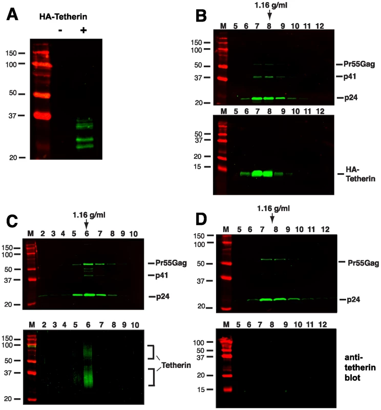 Tetherin is incorporated into virions released by protease treatment of NL4.3/Udel infected cells.