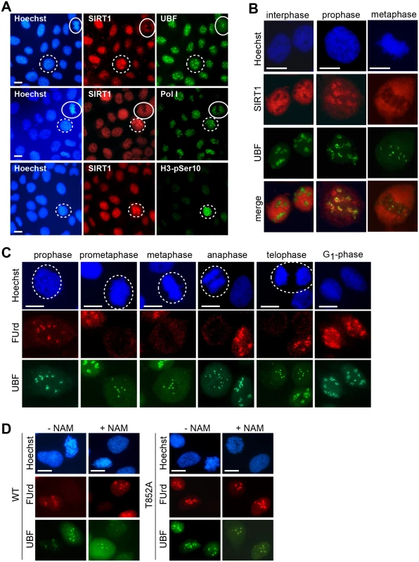 Both phosphorylation of TAF<sub>I</sub>110 and deacetylation of TAF<sub>I</sub>68 are necessary for mitotic inactivation of SL1.