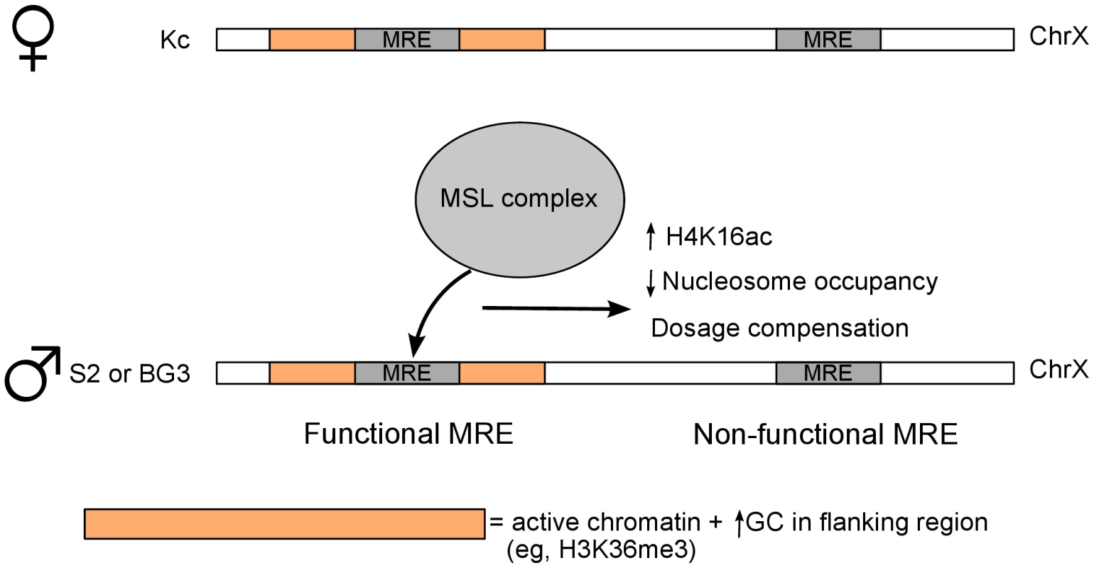 Model for binding site selection by a chromatin associated factor.