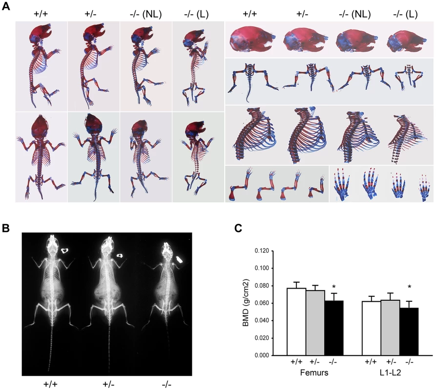 Absence of <i>Ppib</i> expression affects bone development.