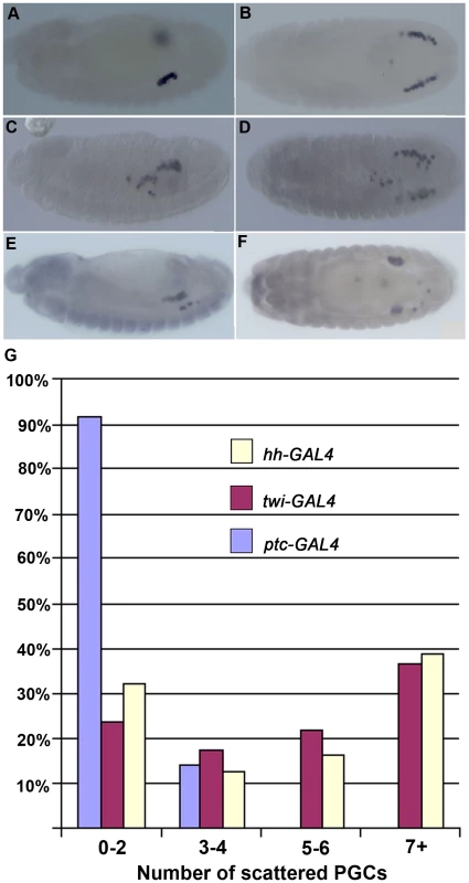 Ectopic <i>shf</i> expression induces PGC migration defects.