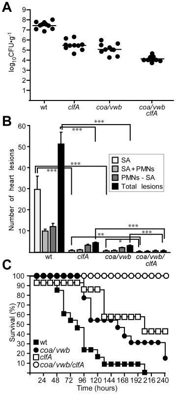 Staphylococcal agglutination in heart tissues is required for the pathogenesis of sepsis.