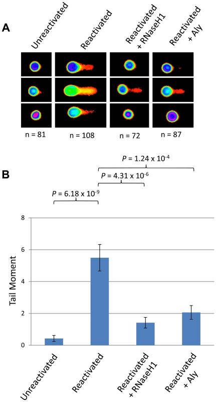 Lytically replicating KSHV cells demonstrate the presence of R-loops.