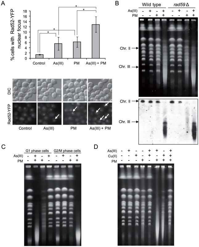 As(III) and phleomycin co-treatment increases formation of DSBs.