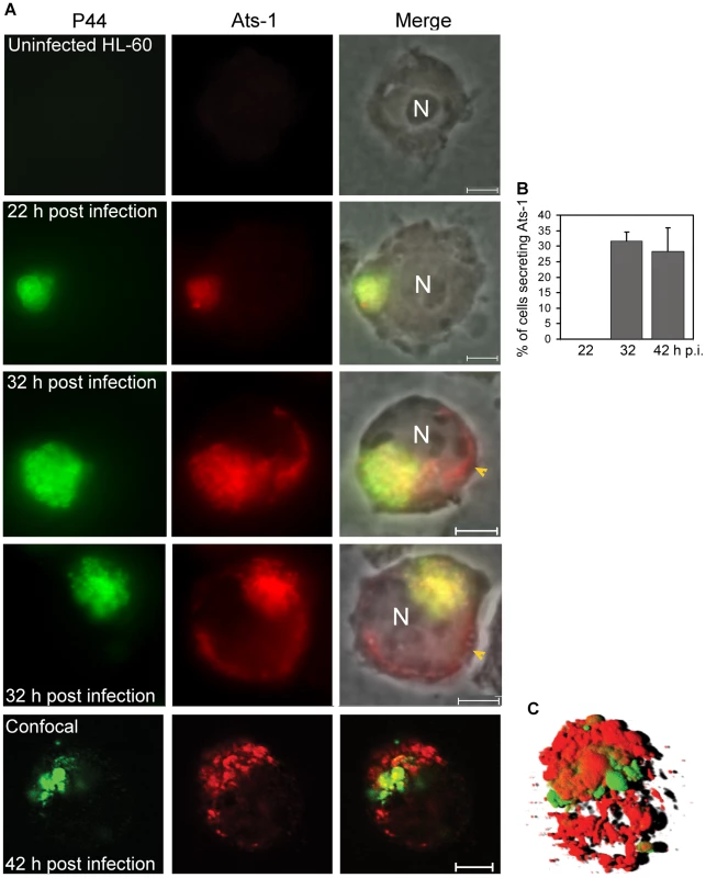 Translocation of Ats-1 from <i>Anaplasma phagocytophilum</i> into the cytoplasm of HL-60 cells.