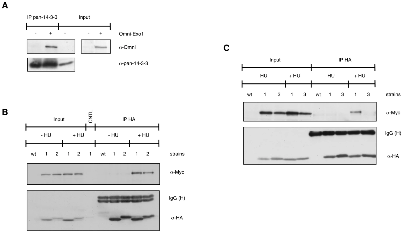 EXO1 interacts with 14-3-3 proteins.