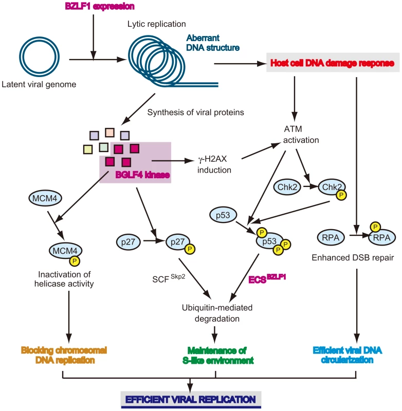 Viral strategy to manipulate the cellular environment for its own genome replication.