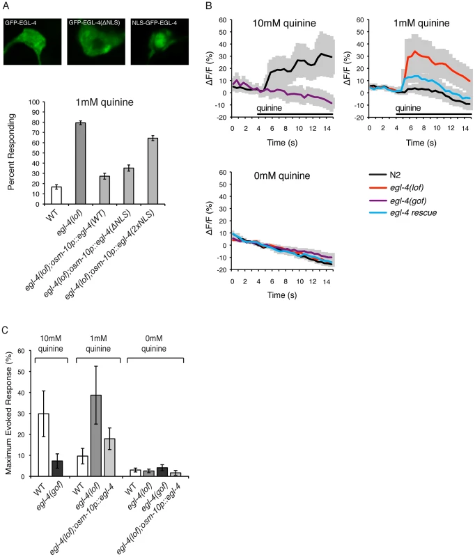EGL-4 functions in the cytoplasm to regulate calcium signaling.