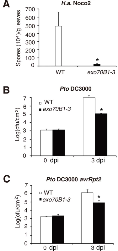 <i>exo70B1-3</i> mutants display enhanced resistance to <i>H.a.</i> Noco2, <i>Pto</i> DC3000 and <i>Pto</i> DC3000 <i>avrRpt2</i>.