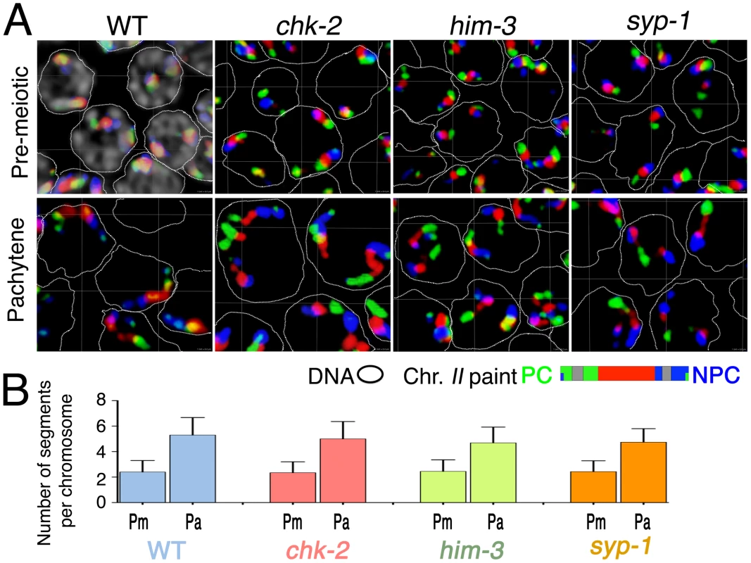 Longitudinal extension of chromosome territories in mutants defective for SC assembly and chromosome dynamics mediated by PC–SUN-1 linkages.