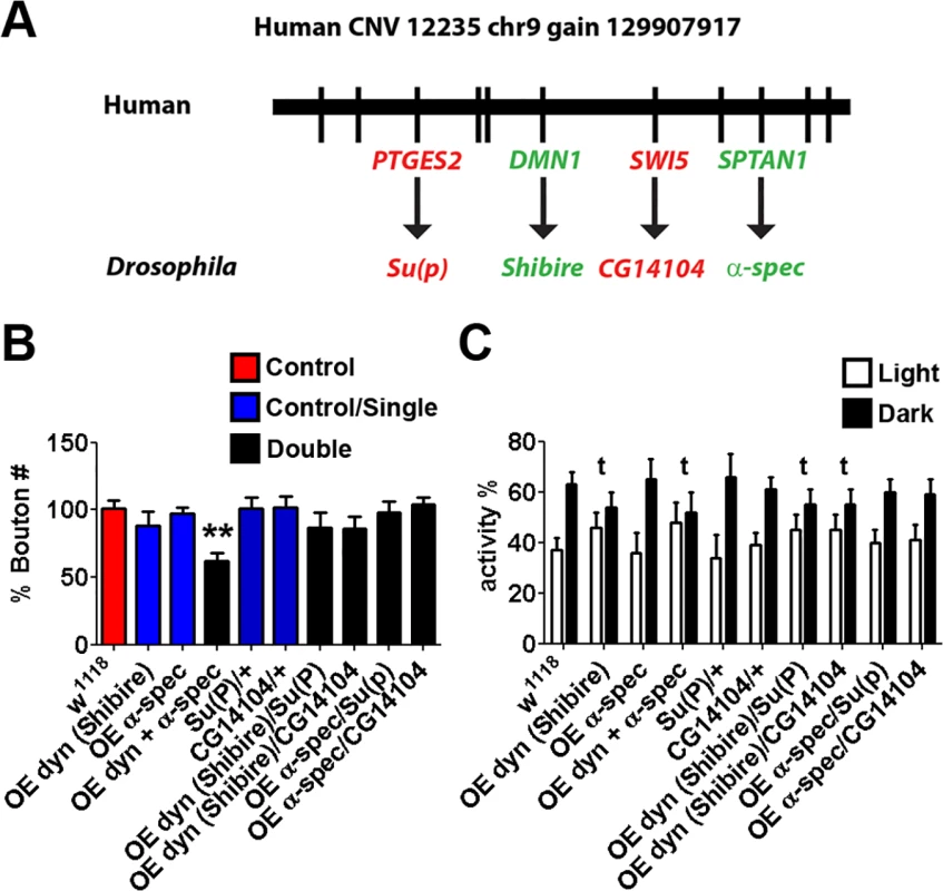 Synergistic interactions in <i>Drosophila</i> between <i>shibire</i> and <i>alpha spectrin</i>, the orthologues of ASD-candidate genes from a <i>de novo</i> gain CNV 12235_chr9_gain_129907917_l.