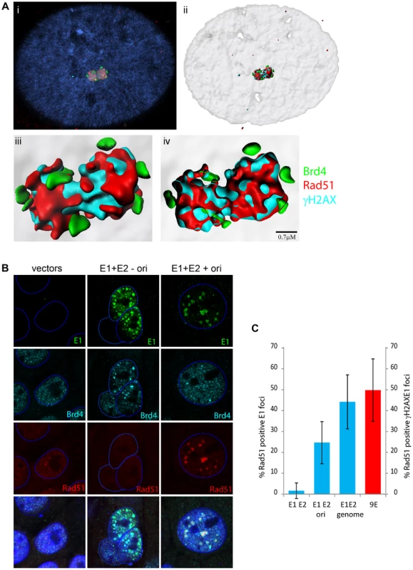Homologous recombination marker, Rad51, colocalizes with HPV replication foci.