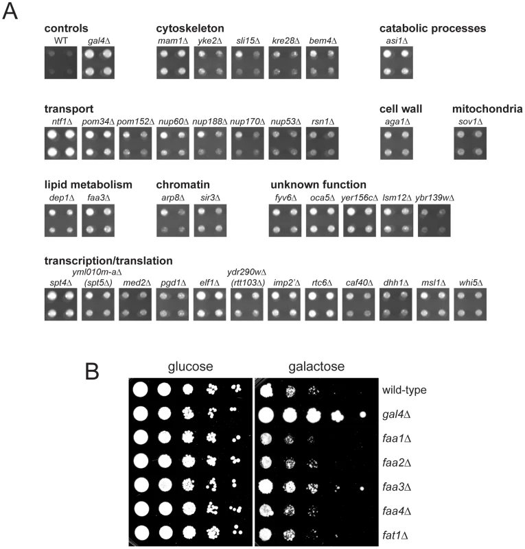 Suppressors of <i>MPS3-G186K</i> toxicity.