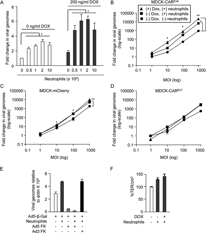 Neutrophils adhered to the apical surface of polarized-MDCK cells augment AdV entry without decreasing the TER.