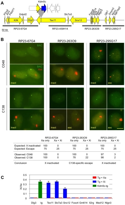 Disruption of distal XCI regulation.