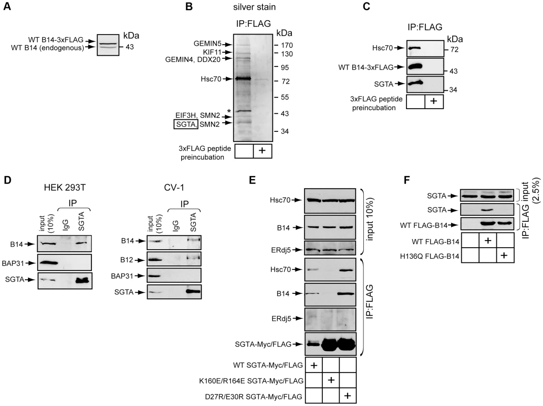 The cytosolic chaperone SGTA binds to the B14-B12 complex in a Hsc70-dependent manner.