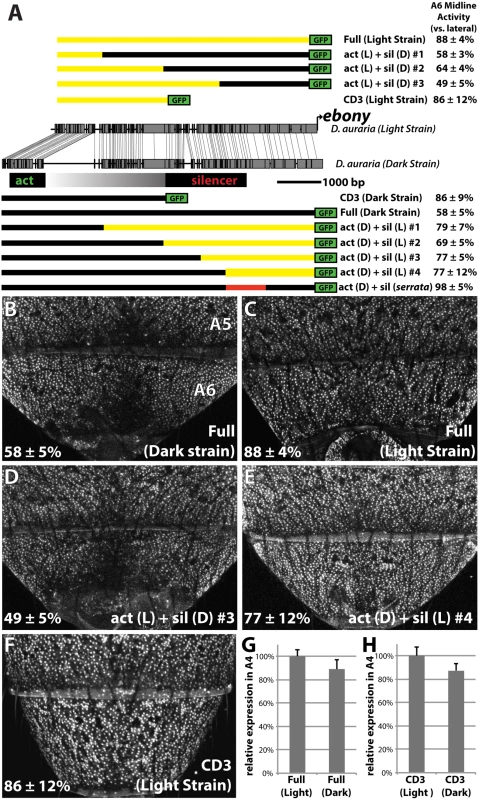 Changes in <i>cis</i> to the upstream silencer element of <i>ebony</i> are responsible for a difference in <i>ebony</i> expression between strains.