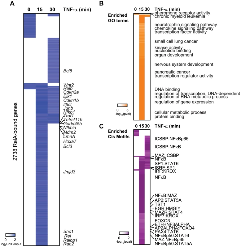 Binding of RelA resembles the occupany pattern of Sirt6.