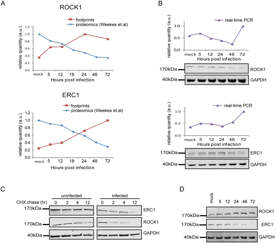 Integration between ribosome footprints and protein abundance measurements allows detection of cellular proteins that are degraded during HCMV infection.