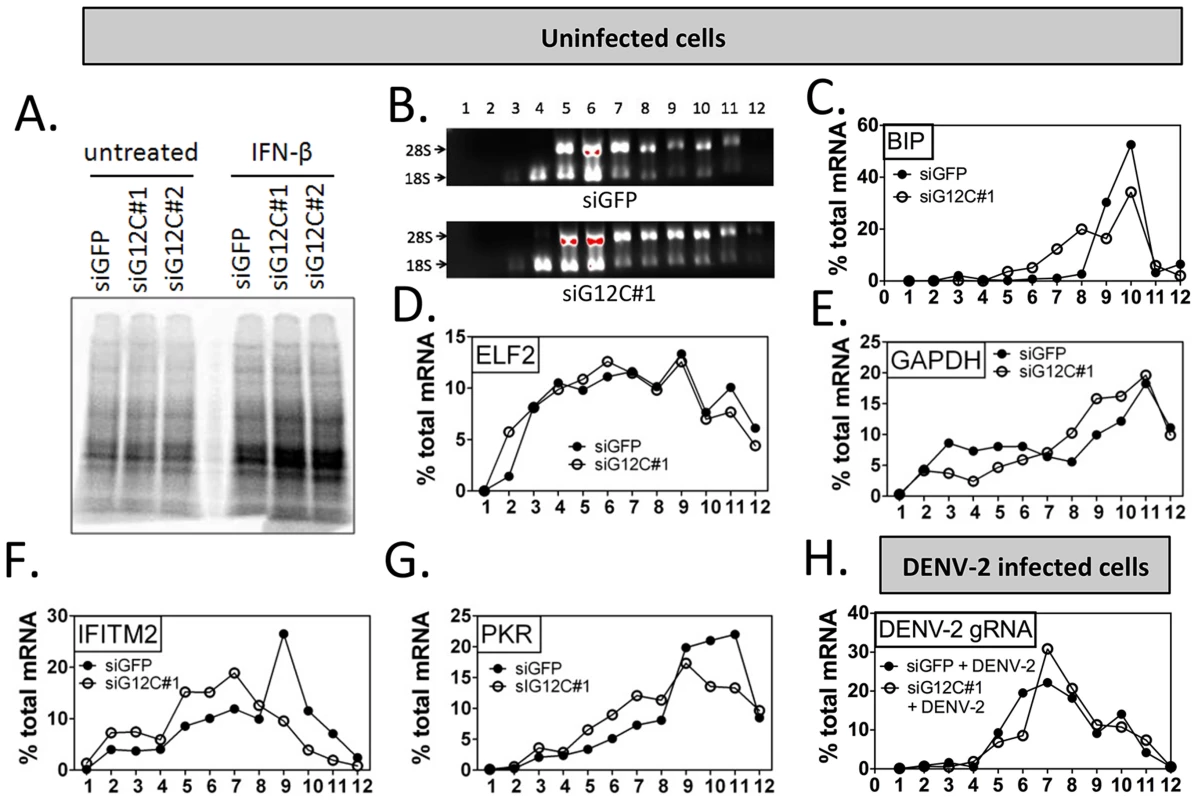 G3BP1, G3BP2 and CAPRIN1 are required for association of ISG mRNAs with polyribosomes.