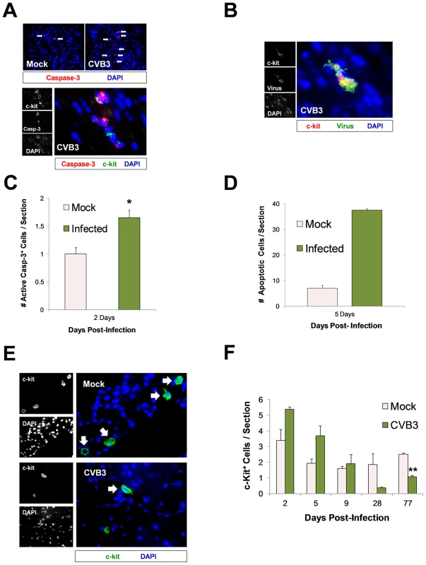 Lasting reduction of the CPC pool in the adult heart following juvenile CVB3 infection.