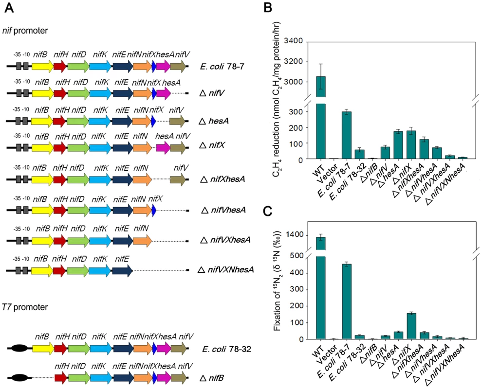 Engineered E. coli strains and their nitrogen fixation abilities.