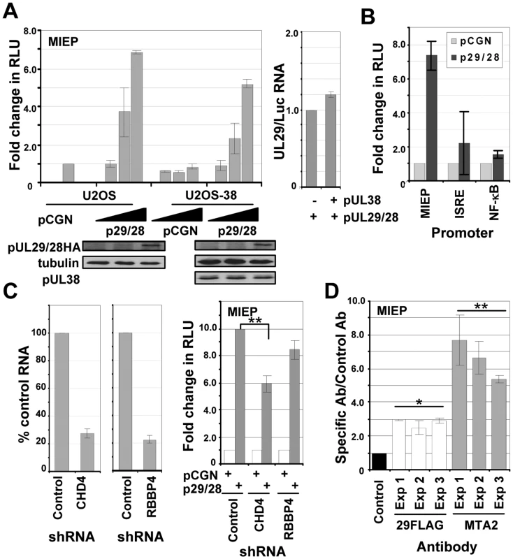 pUL29/28 specifically activates the MIE promoter irrespective of HCMV pUL38 expression.