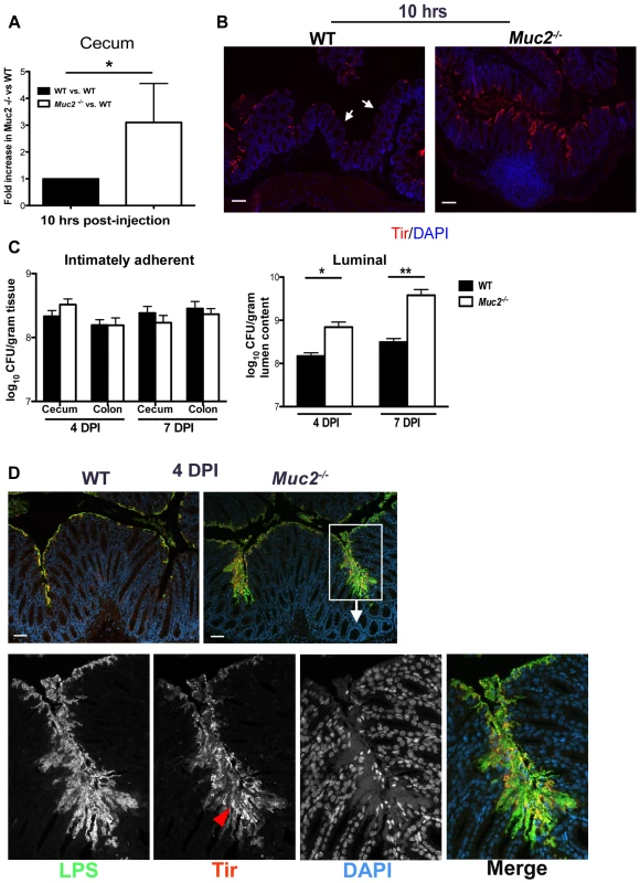 Muc2 limits initial colonization of the mucosal epithelia, but ultimately controls levels of luminal pathogen burdens.