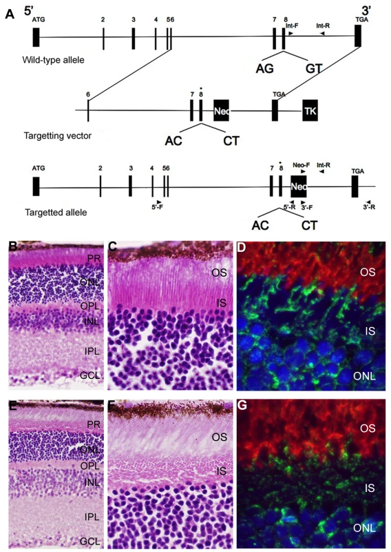 Generation and initial characterization of a <i>Bbs3L</i> mutant mice.