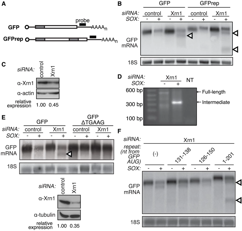 A specific element in the GFP coding region is sufficient for production of degradation intermediates by SOX.