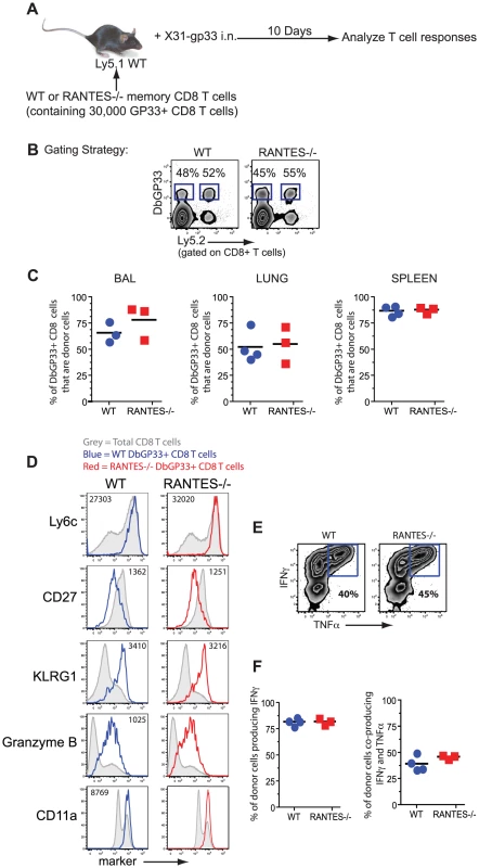 WT and RANTES<sup>−/−</sup> mice mount equivalent secondary responses.