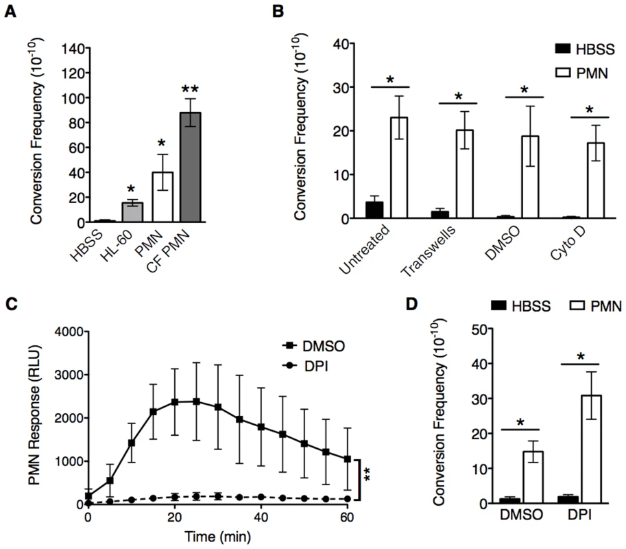PMNs induce mucoid conversion independent of bacterial uptake and the oxidative burst response.
