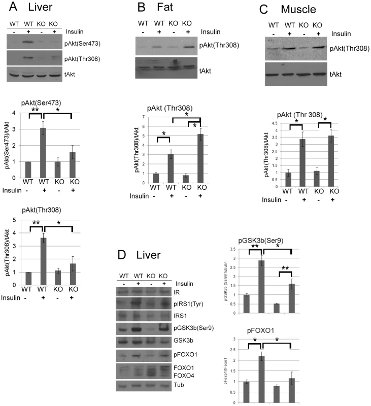 CPEB mediates insulin signaling in the liver.