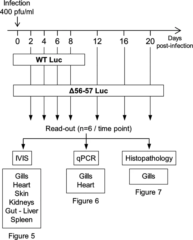 Flow chart of experiments performed to study the effect of the double ORF56-57 deletion on CyHV-3 pathogenesis.