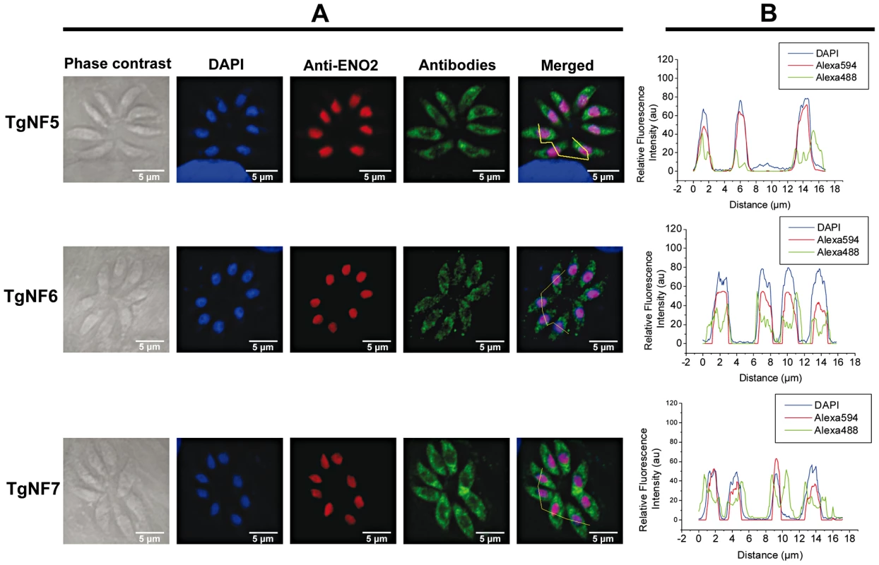 Three other candidate factors have a dual cytoplasm/nuclear localization.