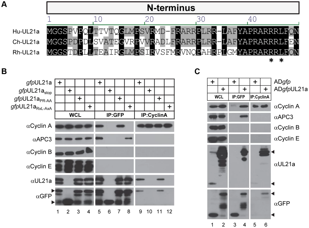 HCMV pUL21a interacts with cyclin A through its cyclin-binding domain.
