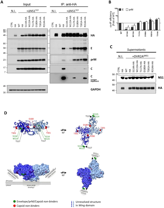 Exposed residues in the <i>Wing</i> and <i>β-ladder</i> domain of NS1 mediate interaction with DENV structural proteins.