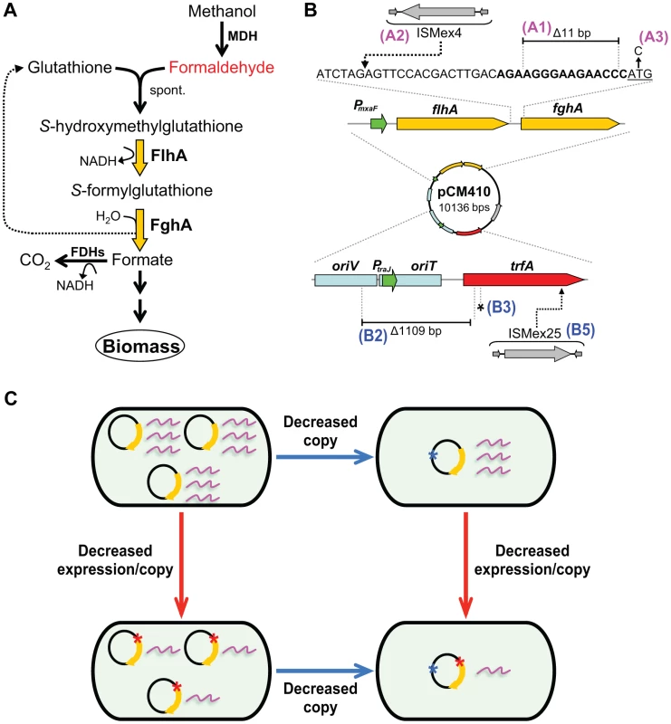 Adaptive mutations that optimized the expression of the GSH-linked pathway.