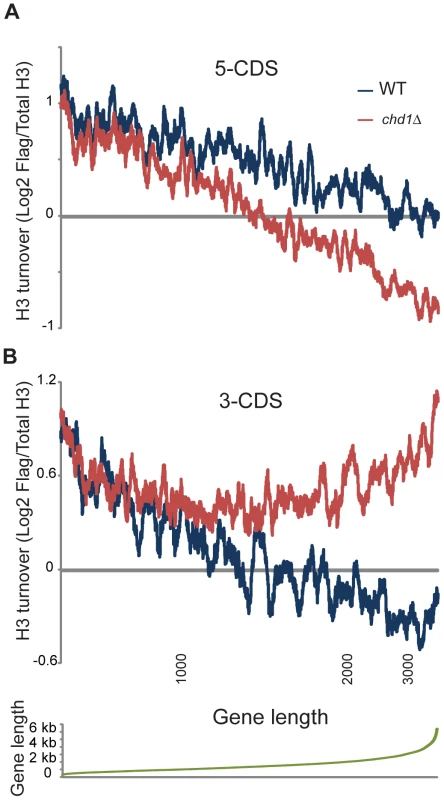Length dependence of Chd1 effects on H3 replacement.