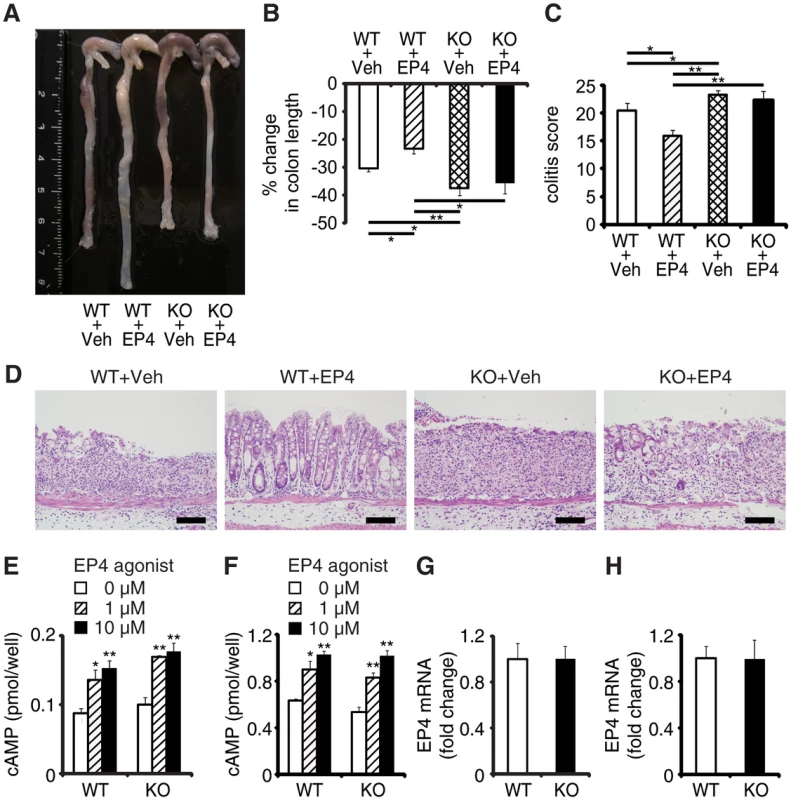 EPRAP deficiency impairs the anti-inflammatory effect of PGE/EP4.