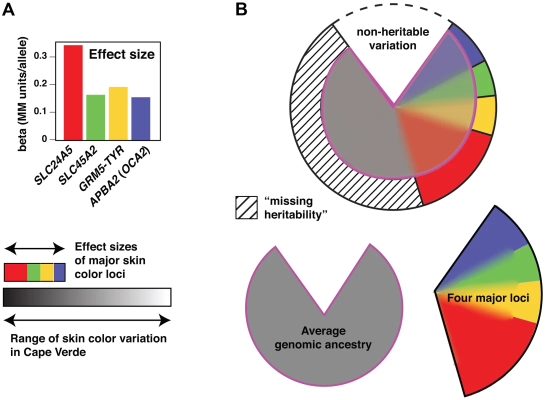 Genetic architecture of skin color variation.