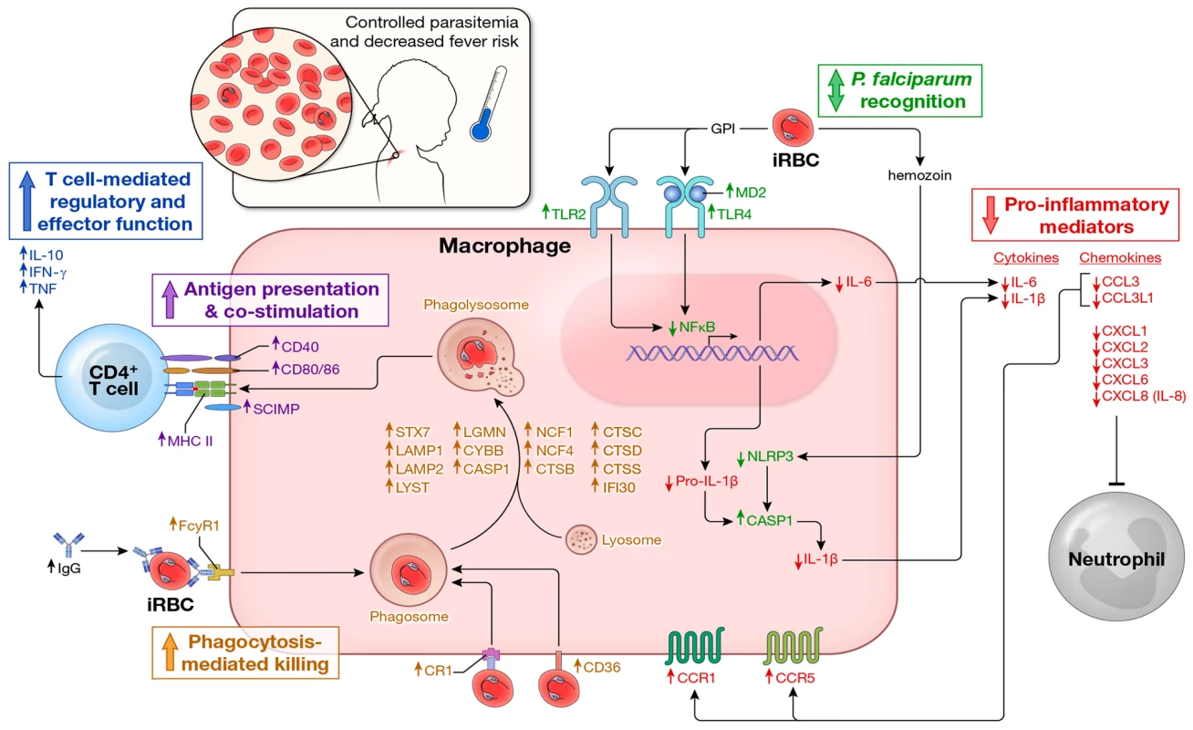 Proposed model by which children remain asymptomatic and control parasitemia upon <i>P. falciparum</i> re-exposure.