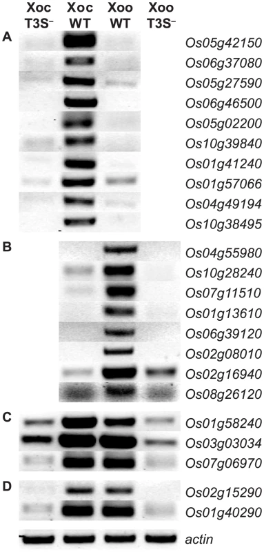 Type III secretion system dependence of the most significant rice gene expression changes.