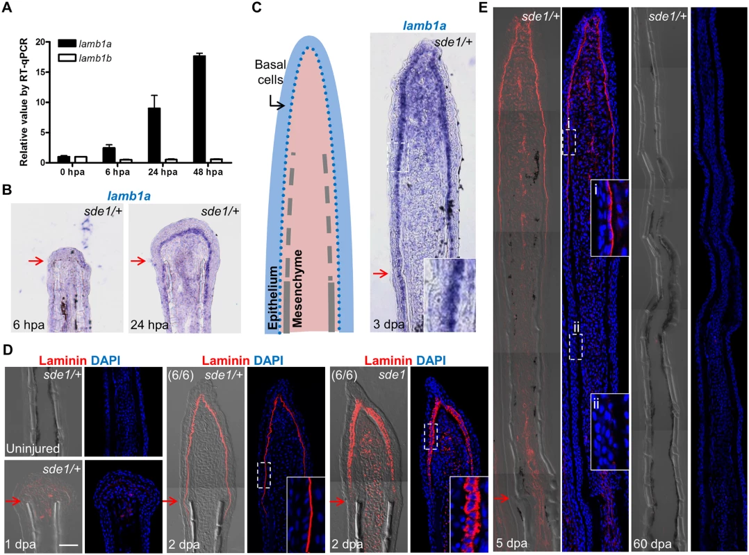 <i>lamb1a</i>, not <i>lamb1b</i>, is induced during regeneration.