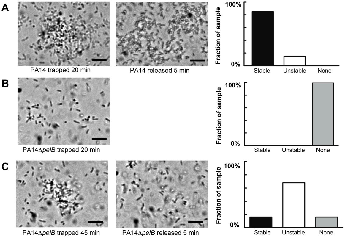 Pel is important for cell-to-cell interactions necessary for aggregate formation.