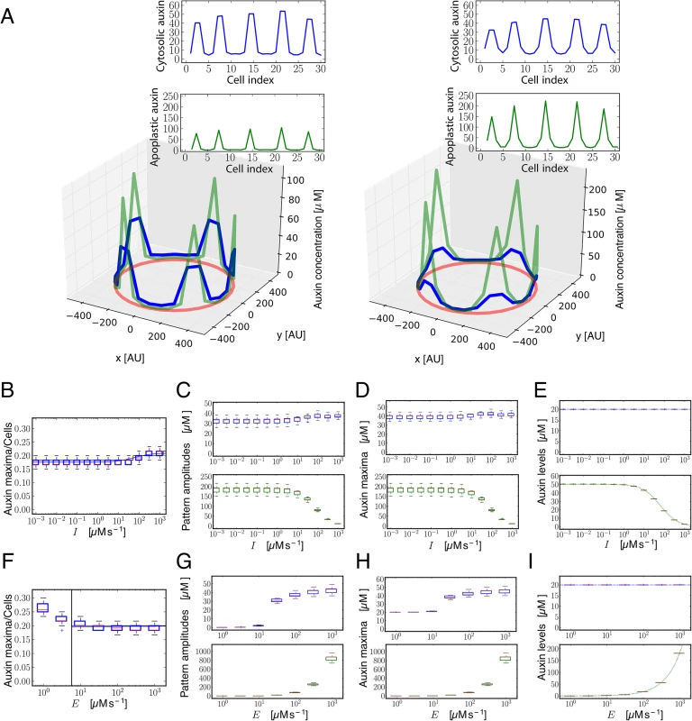Modeling shows that influx carriers diminish differences in the concentration of auxin in the apoplast.