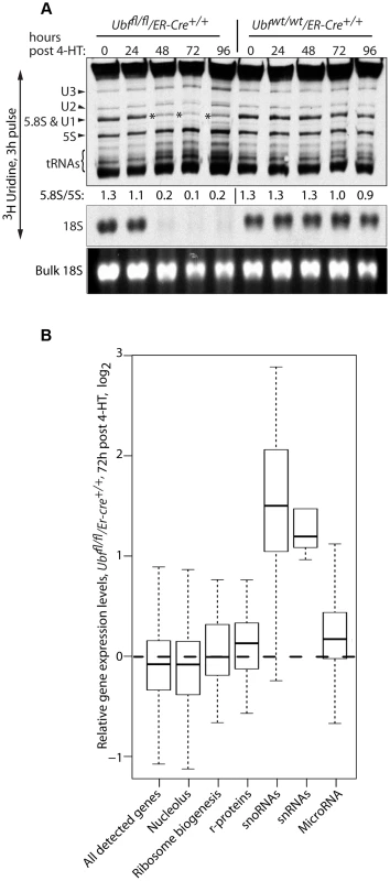 UBF elimination has only minor effects on global gene expression.