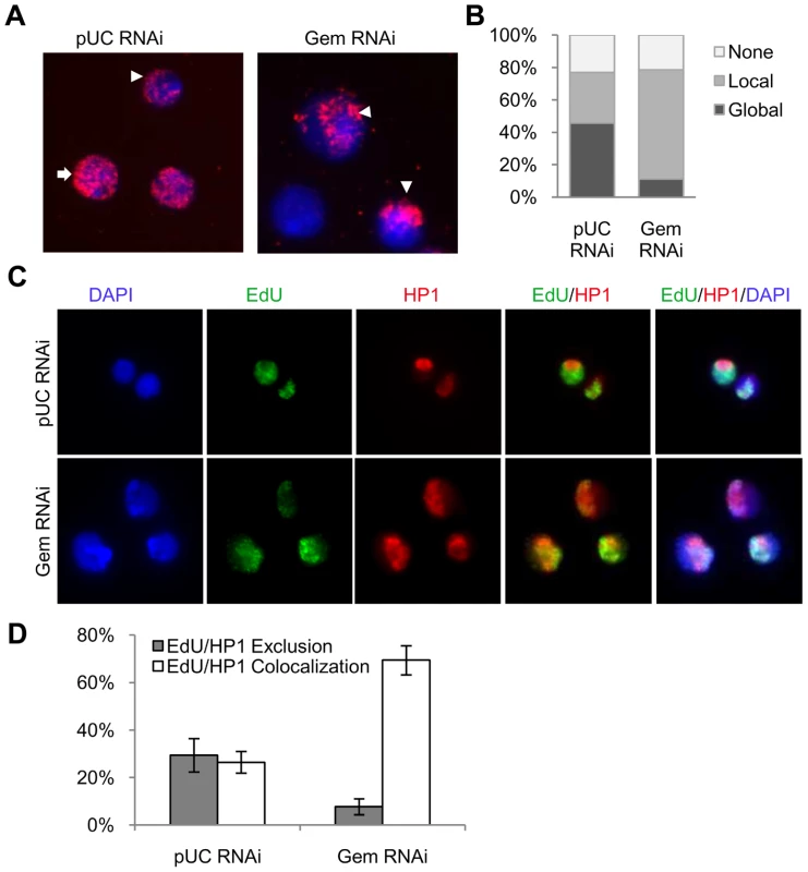 Re-replication is specific to pericentromeric heterochromatin.
