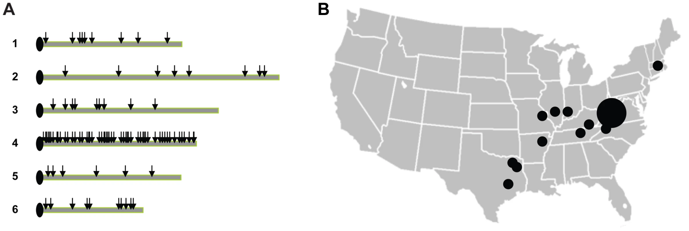 Gene fragments and strain samples used in the study.